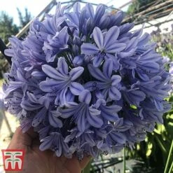 Agapanthus 'Full Moon' 9 Agapanthus 'Full Moon' -Plants Sales Store aga3