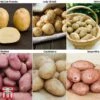 Potato 'T&M All Year Round Collection' 2 Potato 'T&M All Year Round Collection' -Plants Sales Store all year