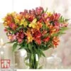 Alstroemeria 'Garden Hybrids' 2 Alstroemeria 'Garden Hybrids' -Plants Sales Store alst gard hyb4