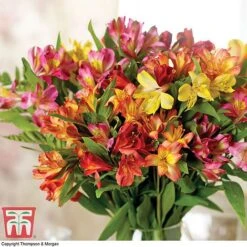 Alstroemeria 'Garden Hybrids' 8 Alstroemeria 'Garden Hybrids' -Plants Sales Store alst gard hyb6