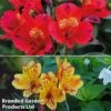 Alstroemeria Lovely Breeze Duo -Plants Sales Store alstro duo21
