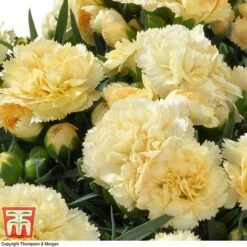 Featured Products 6 Dianthus Caryophyllus 'Amber' (Sunflor Series)