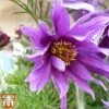 Pulsatilla Vulgaris Subsp. Grandis 'Papageno' 2 Pulsatilla Vulgaris Subsp. Grandis 'Papageno' -Plants Sales Store anem