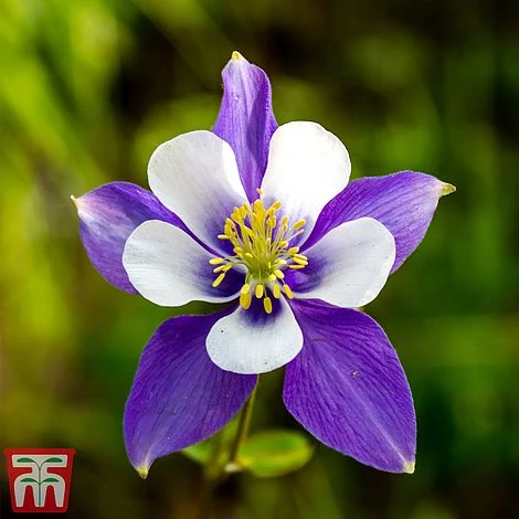 Aquilegia 'Blue Star' 3 Aquilegia 'Blue Star'