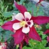Aquilegia 'Crimson Star' 1 Aquilegia 'Crimson Star' -Plants Sales Store aqui crims