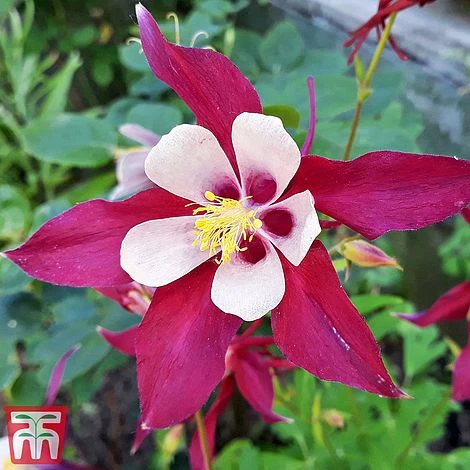 Aquilegia 'Crimson Star' 3 Aquilegia 'Crimson Star'