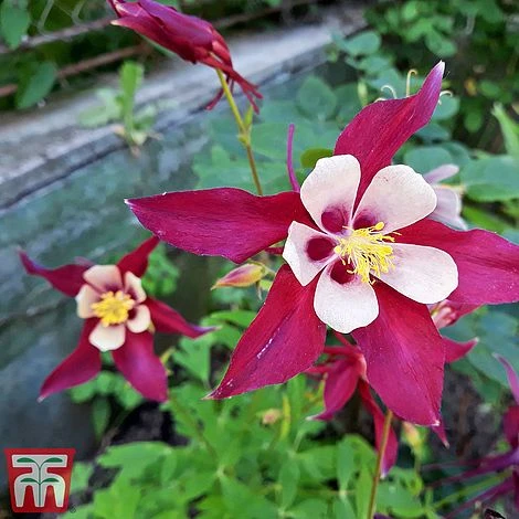 Aquilegia 'Crimson Star' 4 Aquilegia 'Crimson Star' - Image 2