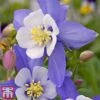 Aquilegia 'Dragonfly' 2 Aquilegia 'Dragonfly' -Plants Sales Store aqui dragon