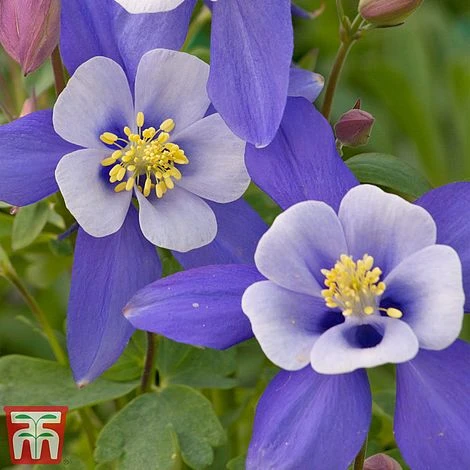 Aquilegia 'Dragonfly' 4 Aquilegia 'Dragonfly' - Image 2