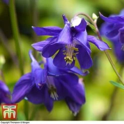 Aquilegia Vulgaris -Plants Sales Store aqui vul