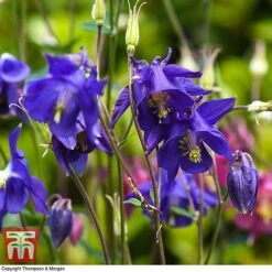 Aquilegia Vulgaris -Plants Sales Store aqui vulg