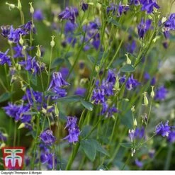 Aquilegia Vulgaris -Plants Sales Store aqui vulga