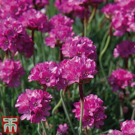 Armeria Maritima 'Düsseldorfer Stolz' 3 Armeria Maritima 'Düsseldorfer Stolz'