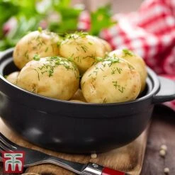 Potato 'T&M Favourites Collection' 16 Potato 'T&M Favourites Collection' -Plants Sales Store arran2