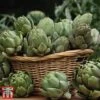 Globe Artichoke 'Green Globe Improved' F1 Hybrid 1 Globe Artichoke 'Green Globe Improved' F1 Hybrid -Plants Sales Store arti