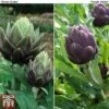 Globe Artichoke Duo 1 Globe Artichoke Duo -Plants Sales Store arti duo