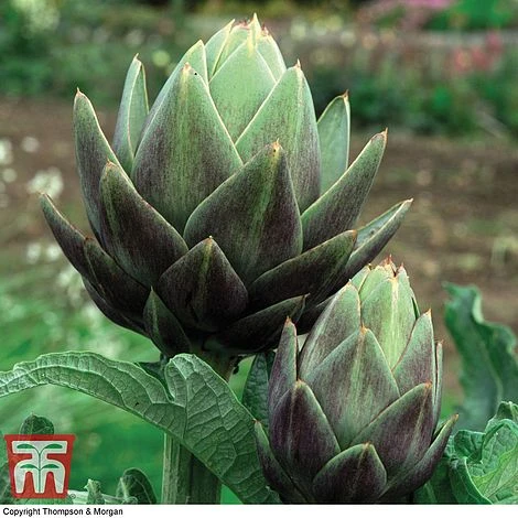 Globe Artichoke Duo 4 Globe Artichoke Duo - Image 2
