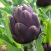 Globe Artichoke 'Purple Globe' 2 Globe Artichoke 'Purple Globe' -Plants Sales Store arti pur