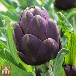 Globe Artichoke Duo 7 Globe Artichoke Duo -Plants Sales Store arti pur1