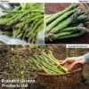 Asparagus Continuity Collection 2 Asparagus Continuity Collection -Plants Sales Store aspa coll