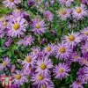 Aster 'Barbados' (Island Series) 1 Aster 'Barbados' (Island Series) -Plants Sales Store aster1