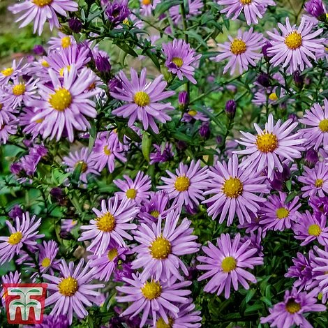 Aster 'Barbados' (Island Series) 3 Aster 'Barbados' (Island Series)