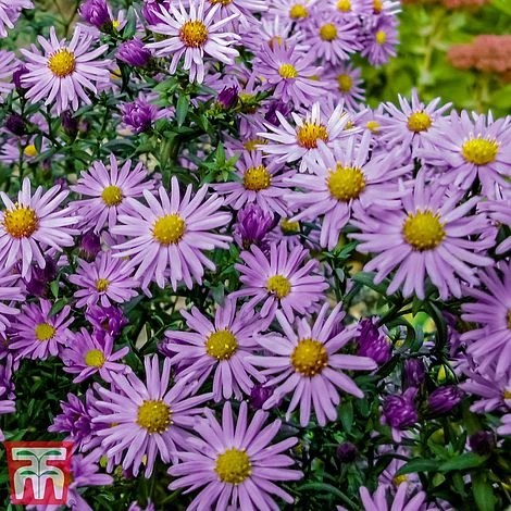 Aster 'Barbados' (Island Series) 4 Aster 'Barbados' (Island Series) - Image 2