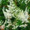 Astilbe X Arendsii 'Weisse Gloria' 2 Astilbe X Arendsii 'Weisse Gloria' -Plants Sales Store asti2