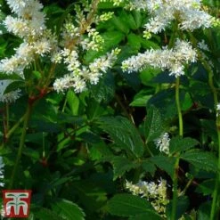 Astilbe X Arendsii 'Weisse Gloria' 7 Astilbe X Arendsii 'Weisse Gloria' -Plants Sales Store asti3