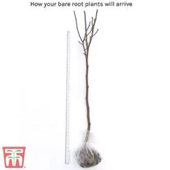 Magnolia 'Red Lucky' (Standard) -Plants Sales Store bare root2