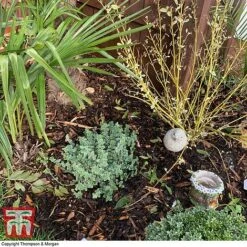 Decorative Bark 6 Decorative Bark -Plants Sales Store bark1