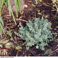 Decorative Bark 7 Decorative Bark -Plants Sales Store bark2