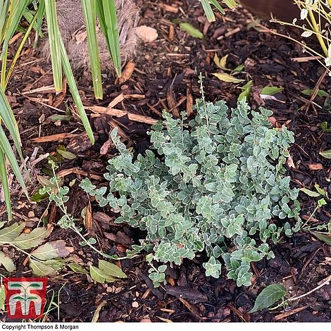 Decorative Bark 5 Decorative Bark - Image 3