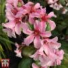Bergenia 'Pink Ice' -Plants Sales Store berg pink