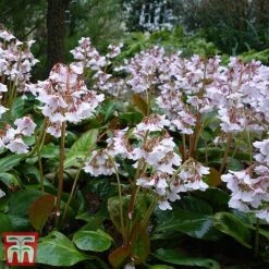 Bergenia 'Pink Ice' -Plants Sales Store berg pink3