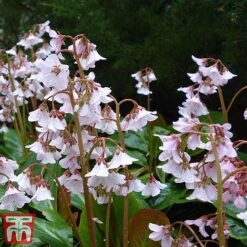 Bergenia 'Pink Ice' -Plants Sales Store berg pink4