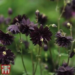Aquilegia Vulgaris Var. Stellata 'Black Barlow' 6 Aquilegia Vulgaris Var. Stellata 'Black Barlow' -Plants Sales Store black1