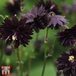 Aquilegia Vulgaris Var. Stellata 'Black Barlow' 7 Aquilegia Vulgaris Var. Stellata 'Black Barlow' -Plants Sales Store black21