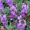 Erysimum 'Bowles Mauve' 2 Erysimum 'Bowles Mauve' -Plants Sales Store bowles