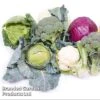 Keep Cropping Brassica Autumn Collection 1 Keep Cropping Brassica Autumn Collection -Plants Sales Store bras coll