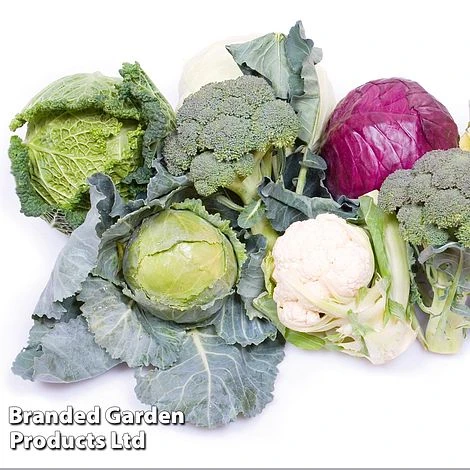 Keep Cropping Brassica Autumn Collection 3 Keep Cropping Brassica Autumn Collection