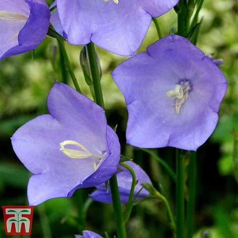 Campanula Medium 'Blue' 4 Campanula Medium 'Blue' - Image 2