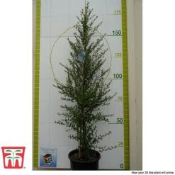 Ceanothus 'Concha' 11 Ceanothus 'Concha' -Plants Sales Store cean con