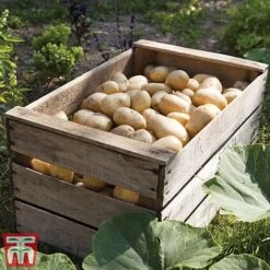 Potato 'T&M Favourites Collection' 17 Potato 'T&M Favourites Collection' -Plants Sales Store char