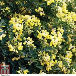 Coronilla Valentina Subsp. Glauca 'Citrina' 10 Coronilla Valentina Subsp. Glauca 'Citrina' -Plants Sales Store cit