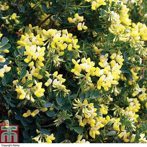 Coronilla Valentina Subsp. Glauca 'Citrina' 5 Coronilla Valentina Subsp. Glauca 'Citrina' - Image 3