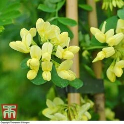 Coronilla Valentina Subsp. Glauca 'Citrina' 11 Coronilla Valentina Subsp. Glauca 'Citrina' -Plants Sales Store citrinia 2