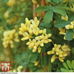 Coronilla Valentina Subsp. Glauca 'Citrina' 13 Coronilla Valentina Subsp. Glauca 'Citrina' -Plants Sales Store citrinia 3