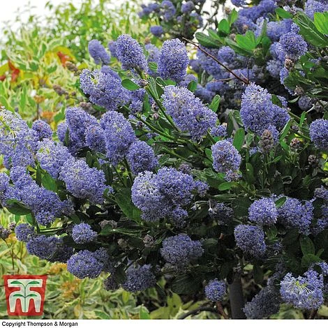 Ceanothus 'Concha' 4 Ceanothus 'Concha' - Image 2