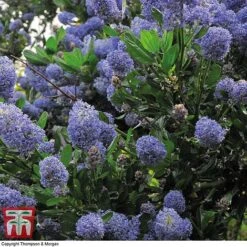 Ceanothus 'Concha' 10 Ceanothus 'Concha' -Plants Sales Store conch2